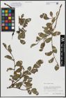 Foto von Salix alpina Scop.